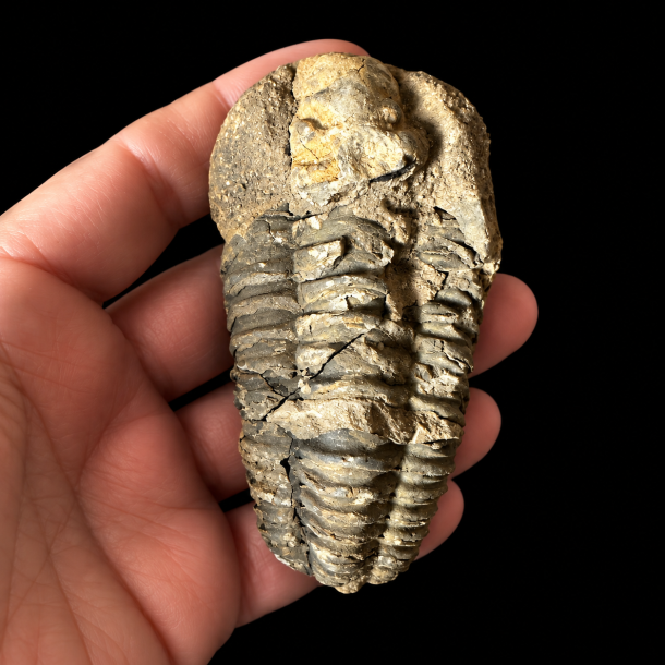 Et �gte unika trilobit-fossil set forfra, som holdes i h�nden mod en sort baggrund. Fossilet er aflangt med tydeligt markerede, vandrette riller og segmenter langs kroppen.