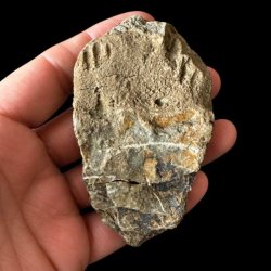 Bagsiden eller en anden vinkel af det samme unika trilobit-fossil, som holdes i en h�nd mod en sort baggrund, hvor overfladen fremst�r r� og uj�vn med stensedimenter.