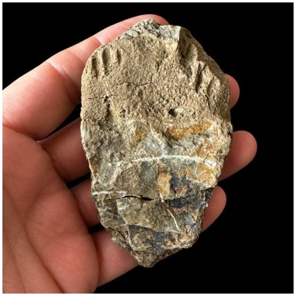 Bagsiden eller en anden vinkel af det samme unika trilobit-fossil, som holdes i en h�nd mod en sort baggrund, hvor overfladen fremst�r r� og uj�vn med stensedimenter.