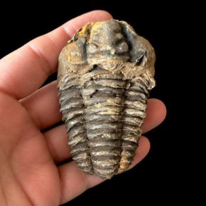 Et �gte unika trilobit-fossil med tydelige vandrette segmenter og riller, som holdes i en h�nd mod en sort baggrund.