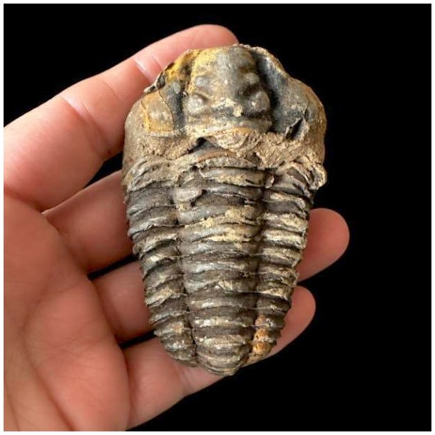 Et �gte unika trilobit-fossil med tydelige vandrette segmenter og riller, som holdes i en h�nd mod en sort baggrund.