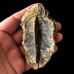 Bagsiden af det samme unika trilobit-fossil holdt i en h�nd, som viser en m�rkere, dyb rille og en r�, uj�vn stenstruktur i midten af stykket.