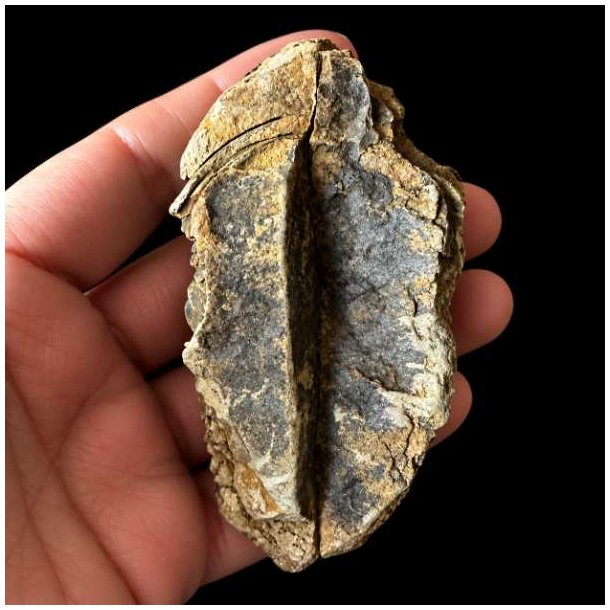 Bagsiden af det samme unika trilobit-fossil holdt i en h�nd, som viser en m�rkere, dyb rille og en r�, uj�vn stenstruktur i midten af stykket.