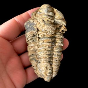 Et ovalt og takket unika trilobit-fossil med tydelige vandrette led og en lys, forstenet overflade, som holdes i en h�nd mod en sort baggrund.