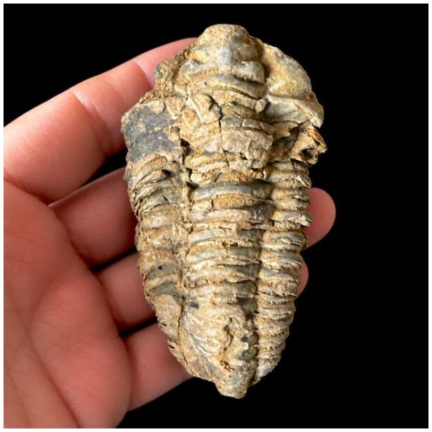 Et ovalt og takket unika trilobit-fossil med tydelige vandrette led og en lys, forstenet overflade, som holdes i en h�nd mod en sort baggrund.