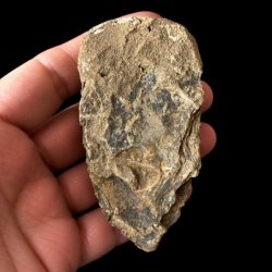 Bagsiden af det samme unika trilobit-fossil holdt i en h�nd mod en sort baggrund, hvor overfladen fremst�r helt r�, flad og d�kket af gr�lige stensedimenter.