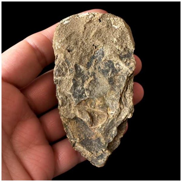 Bagsiden af det samme unika trilobit-fossil holdt i en h�nd mod en sort baggrund, hvor overfladen fremst�r helt r�, flad og d�kket af gr�lige stensedimenter.