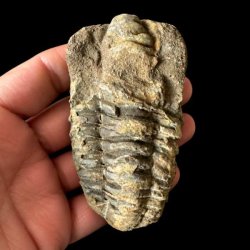 Et aflangt unika trilobit-fossil med en markeret midterakse og tydelige, vandrette riller, som holdes i en h�nd mod en sort baggrund.
