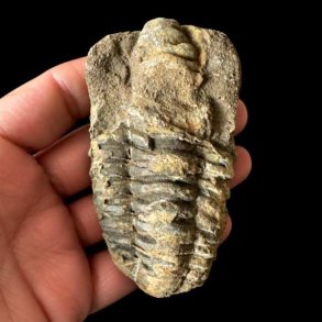 Et aflangt unika trilobit-fossil med en markeret midterakse og tydelige, vandrette riller, som holdes i en h�nd mod en sort baggrund.