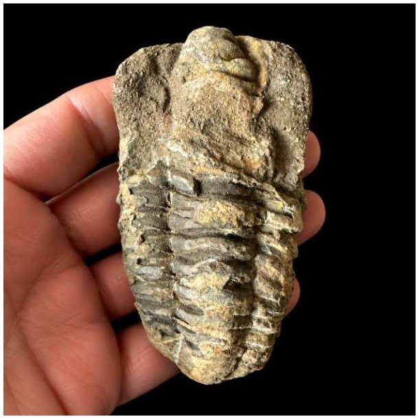 Et aflangt unika trilobit-fossil med en markeret midterakse og tydelige, vandrette riller, som holdes i en h�nd mod en sort baggrund.