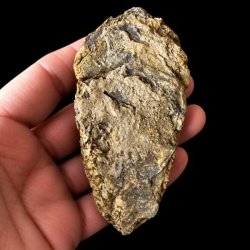 Bagsiden af det samme unika trilobit-fossil holdt i en h�nd mod en sort baggrund, hvor overfladen fremst�r m�rkere, r� og pr�get af uj�vne stensedimenter.