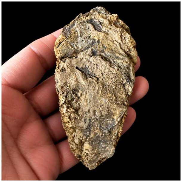 Bagsiden af det samme unika trilobit-fossil holdt i en h�nd mod en sort baggrund, hvor overfladen fremst�r m�rkere, r� og pr�get af uj�vne stensedimenter.