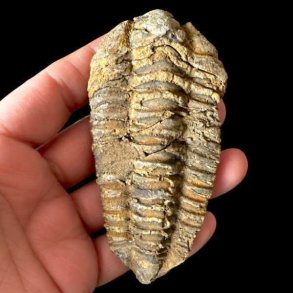 Et aflangt unika trilobit-fossil med tydelige vandrette segmenter og en lys, gyldenbrun forstenet overflade, som holdes i en h�nd mod en sort baggrund.