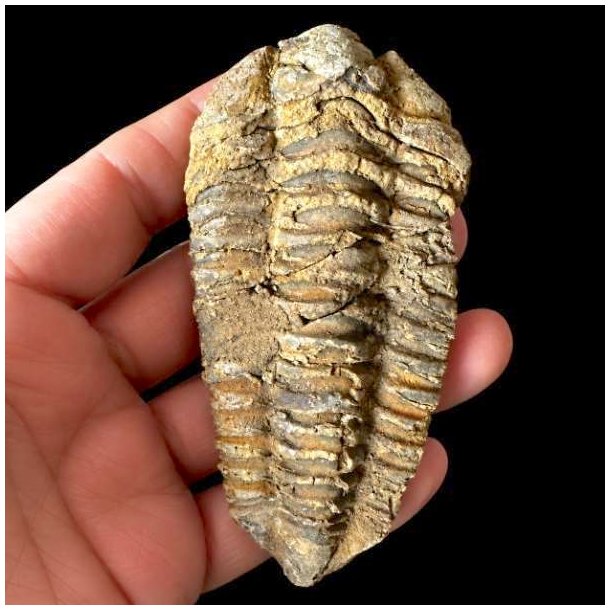 Et aflangt unika trilobit-fossil med tydelige vandrette segmenter og en lys, gyldenbrun forstenet overflade, som holdes i en h�nd mod en sort baggrund.