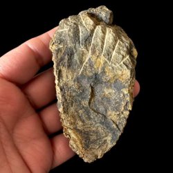 Bagsiden af det samme unika trilobit-fossil holdt i en h�nd mod en sort baggrund, hvor overfladen fremst�r r�, flad og pr�get af m�rkegr� og gullige stensedimenter.