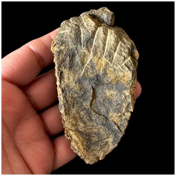 Bagsiden af det samme unika trilobit-fossil holdt i en h�nd mod en sort baggrund, hvor overfladen fremst�r r�, flad og pr�get af m�rkegr� og gullige stensedimenter.