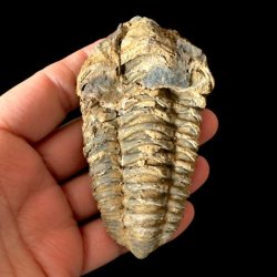 Et ovalt unika trilobit-fossil med en spids afslutning og tydeligt markerede, vandrette segmenter, som holdes i en h�nd mod en sort baggrund.