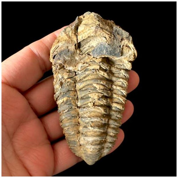 Et ovalt unika trilobit-fossil med en spids afslutning og tydeligt markerede, vandrette segmenter, som holdes i en h�nd mod en sort baggrund.