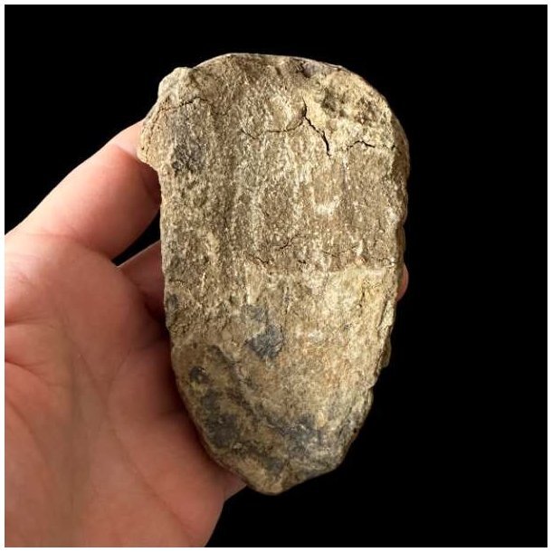 Bagsiden af det samme unika trilobit-fossil holdt i en h�nd mod en sort baggrund, hvor overfladen fremst�r helt r�, flad og d�kket af lysegr� stensedimenter.