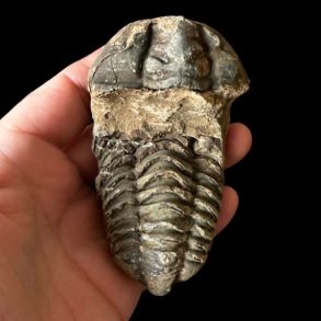 Et aflangt unika trilobit-fossil med et bredt hovedskjold og tydeligt markerede, m�rkegr� segmenter, som holdes i en h�nd mod en sort baggrund.