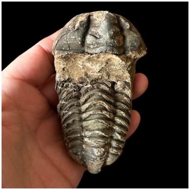 Et aflangt unika trilobit-fossil med et bredt hovedskjold og tydeligt markerede, m�rkegr� segmenter, som holdes i en h�nd mod en sort baggrund.