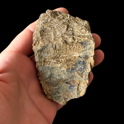 En grov og uregelm�ssig bagside af et forstenet trilobit-fossil, hvor overfladen er d�kket af et tykt, gulligt og gr�t klippelag med en r� struktur.