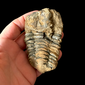 Et bredt og ovalt unika trilobit-fossil, der viser tydelige kropssegmenter i en meleret blanding af sandfarvede og gr�lige nuancer, vist mod en dyb sort baggrund.