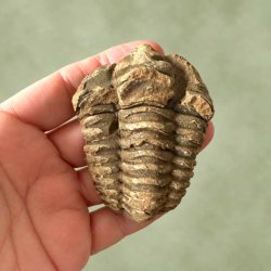 Forsiden af et m�rkt trilobit fossil, der holdes i h�nden foran kameraet.