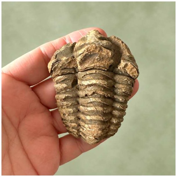 Forsiden af et m�rkt trilobit fossil, der holdes i h�nden foran kameraet.