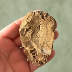 R� underside og matrix af et �gte trilobit fossil placeret i en h�nd