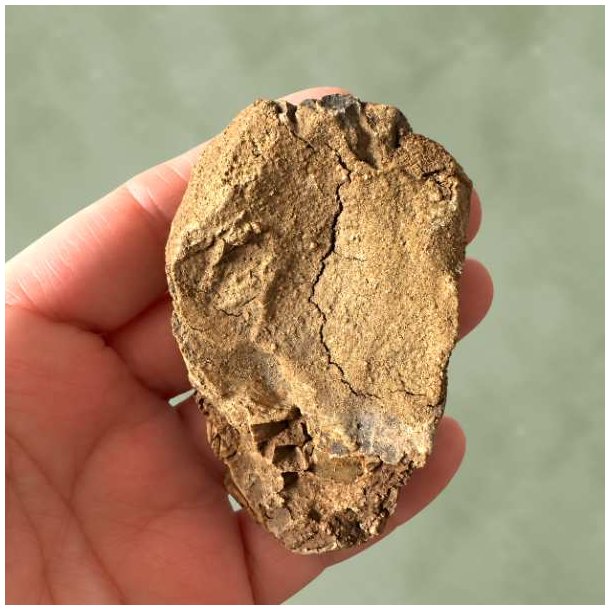 R� underside og matrix af et �gte trilobit fossil placeret i en h�nd