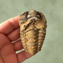 Fossil af en trilobit set oppefra, hvor de tydelige led i rygskjoldet tr�der frem.