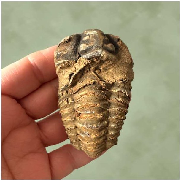 Fossil af en trilobit set oppefra, hvor de tydelige led i rygskjoldet tr�der frem.