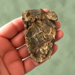 En h�nd, der vender en forstenet trilobit om for at fremvise fossilets naturlige bagside.