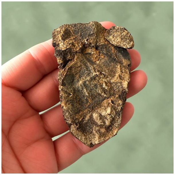 En h�nd, der vender en forstenet trilobit om for at fremvise fossilets naturlige bagside.