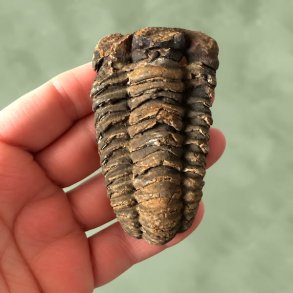 T�t p� forsiden af en forstenet trilobit, der viser fossilets naturlige struktur og tekstur.