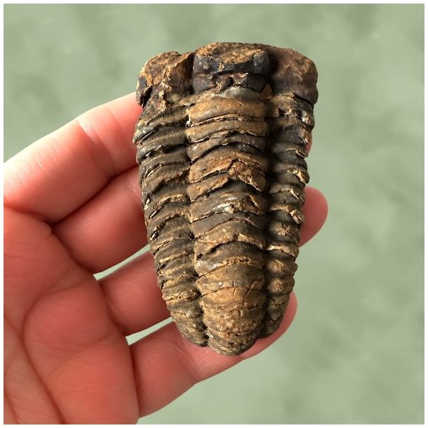 T�t p� forsiden af en forstenet trilobit, der viser fossilets naturlige struktur og tekstur.