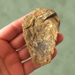 Bagsiden af en forstenet trilobit holdt i h�nden for at vise fossilets tykkelse og underside.