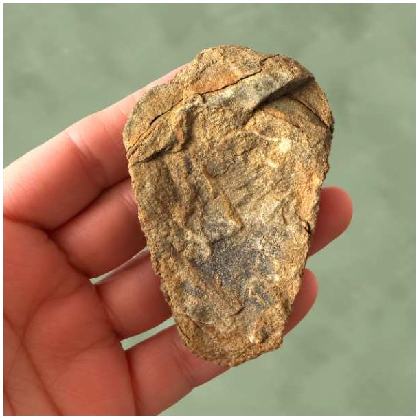 Bagsiden af en forstenet trilobit holdt i h�nden for at vise fossilets tykkelse og underside.