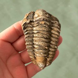 Detaljeret visning af det velbevarede hovedskjold og segmenter p� en forstenet trilobit.