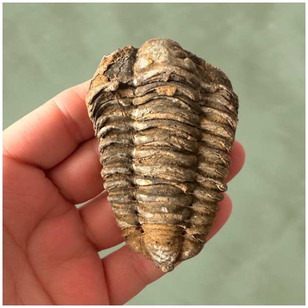 Detaljeret visning af det velbevarede hovedskjold og segmenter p� en forstenet trilobit.