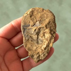 Bagsiden af et trilobit fossil, der viser den r�, naturlige sten og sedimentstruktur i h�nden.