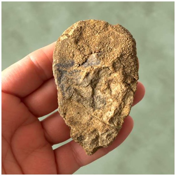 Bagsiden af et trilobit fossil, der viser den r�, naturlige sten og sedimentstruktur i h�nden.