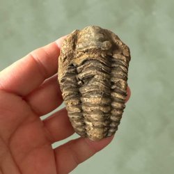 N�rbillede af forsiden p� et �gte trilobit fossil placeret i en h�nd for at vise st�rrelsen.