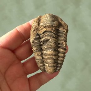 N�rbillede af forsiden p� et �gte trilobit fossil placeret i en h�nd for at vise st�rrelsen.