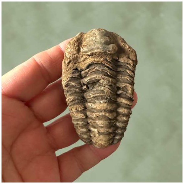 N�rbillede af forsiden p� et �gte trilobit fossil placeret i en h�nd for at vise st�rrelsen.