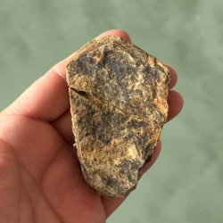 Detaljeret kig p� bagsiden af en trilobit i h�ndfladen, der viser overgangen til v�rtsstenen.