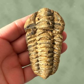 H�ndholdt trilobit fossil set forfra, ideelt til samlere og geologi-interesserede