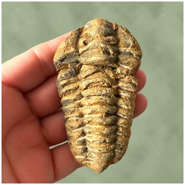H�ndholdt trilobit fossil set forfra, ideelt til samlere og geologi-interesserede