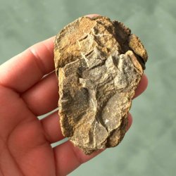 Bagsiden af et geologisk trilobit fossil, der viser den autentiske klippestruktur.